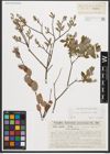 Foto von Salix starkeana Willd.